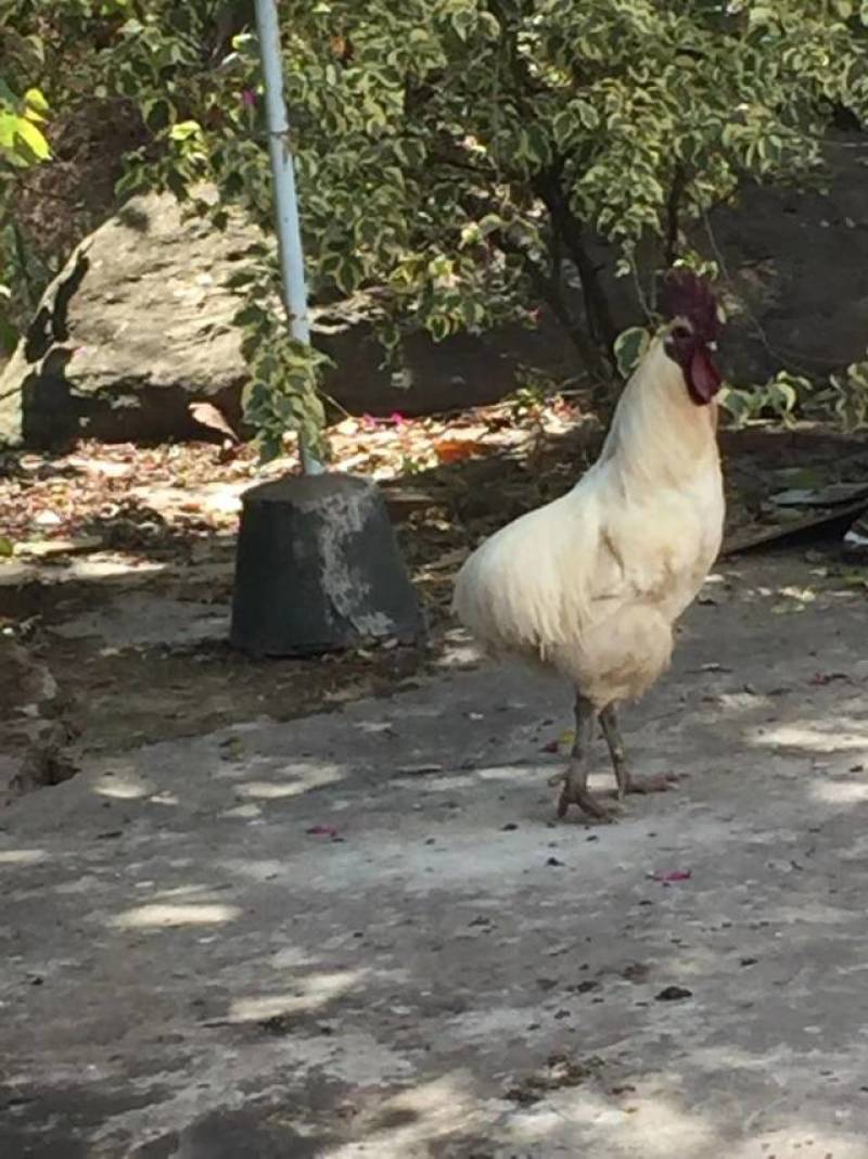 云南活鸡普洱镇沅瓢鸡产地直供视频看货欢迎来电咨询