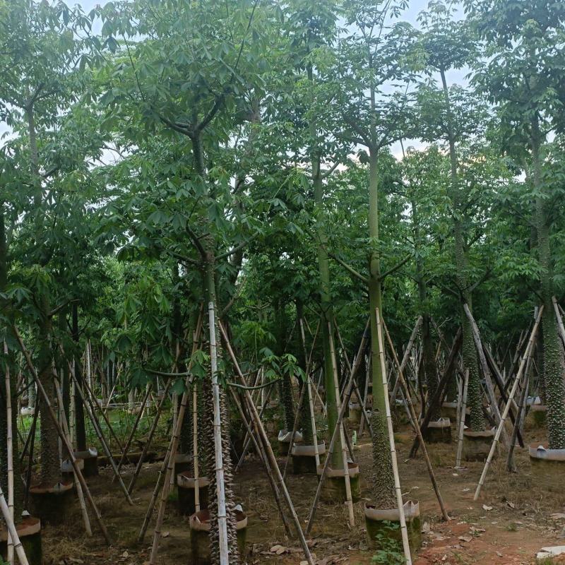 广东普宁美人树基地发货欢迎咨询，实地看货从业多年量大从优