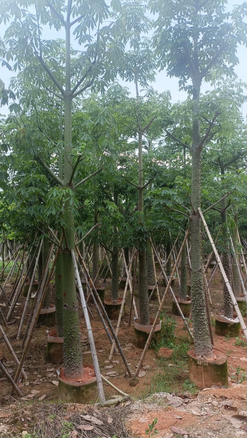 广东普宁美人树基地发货欢迎咨询，实地看货从业多年量大从优