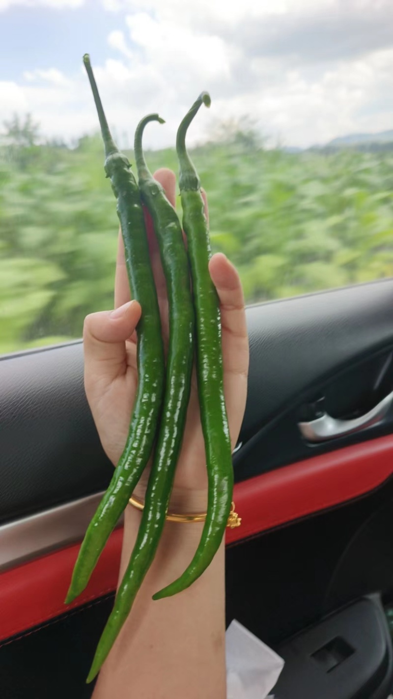 精品辣椒线椒，产地一手货源，大量供应…………