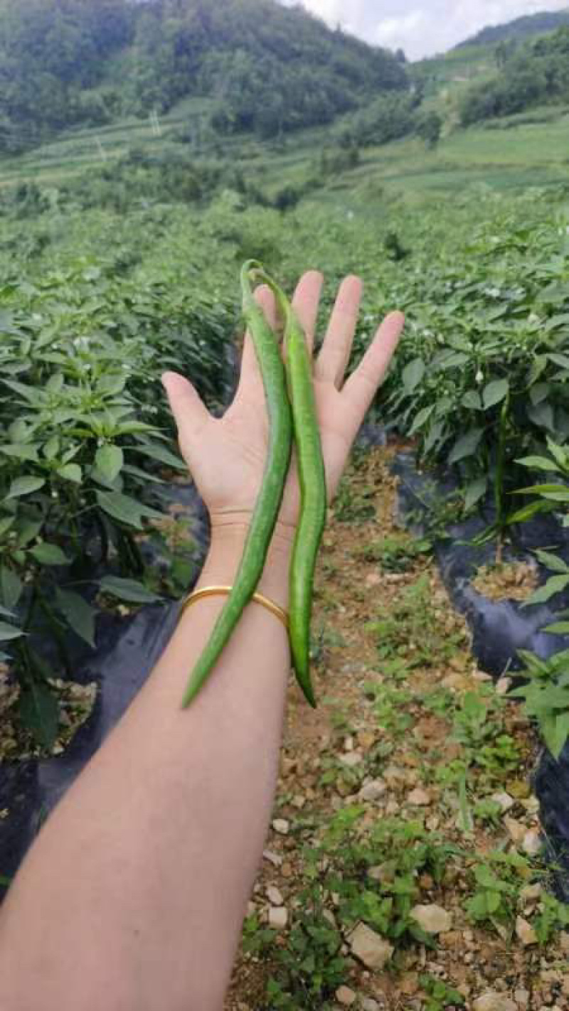 精品辣椒线椒，产地一手货源，大量供应…………
