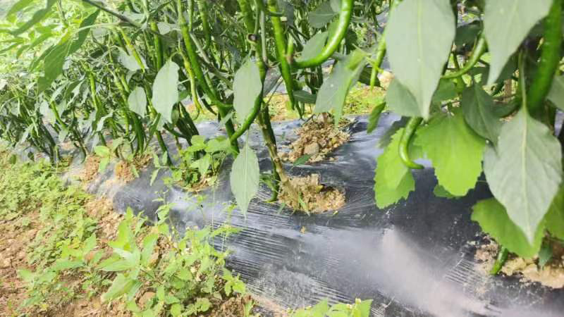 精品辣椒线椒，产地一手货源，大量供应…………