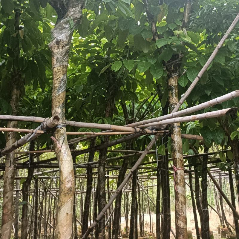 大花紫薇