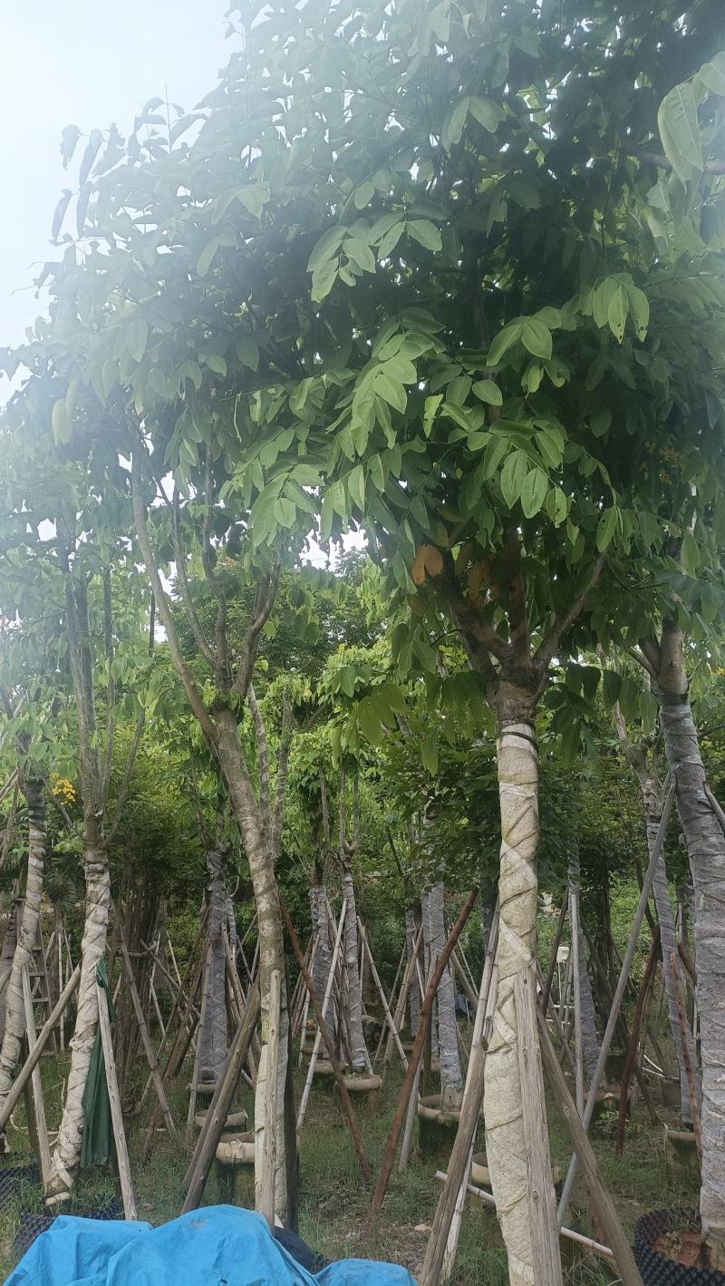 大花紫薇