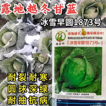 耐寒越冬甘蓝种子冰雪早圆1873号露地绿球耐冻春冬甘蓝
