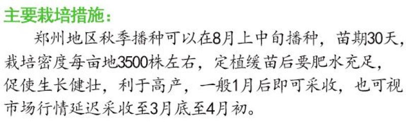 耐寒越冬甘蓝种子冰雪早圆1873号露地绿球耐冻春冬甘蓝