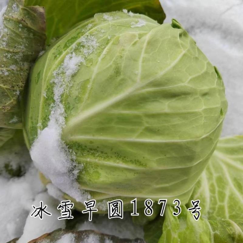 耐寒越冬甘蓝种子冰雪早圆1873号露地绿球耐冻春冬甘蓝