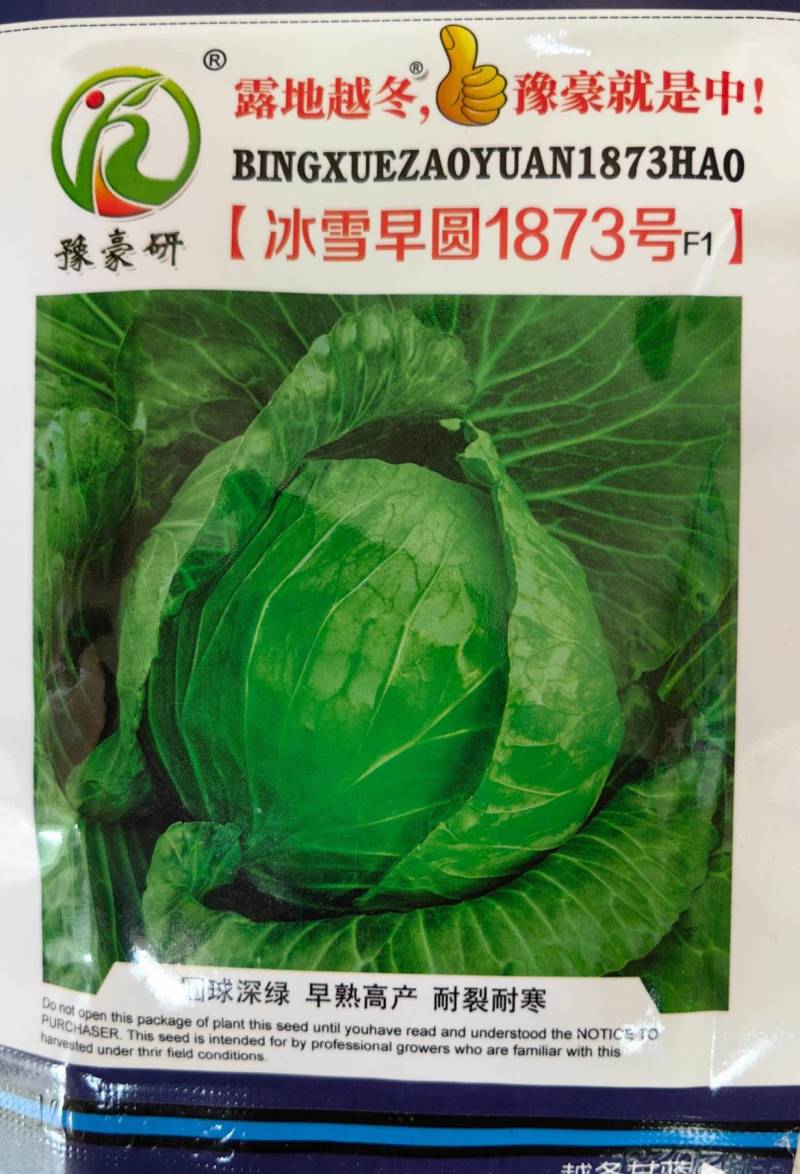 耐寒越冬甘蓝种子冰雪早圆1873号露地绿球耐冻春冬甘蓝