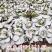 耐寒越冬甘蓝种子冰雪早圆1873号露地绿球耐冻春冬甘蓝