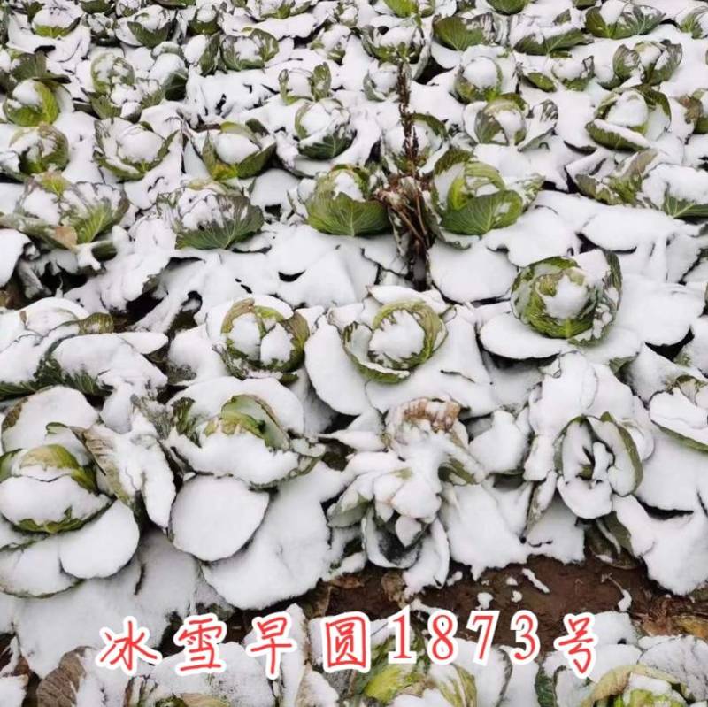 耐寒越冬甘蓝种子冰雪早圆1873号露地绿球耐冻春冬甘蓝