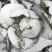 耐寒越冬甘蓝种子冰雪早圆1873号露地绿球耐冻春冬甘蓝