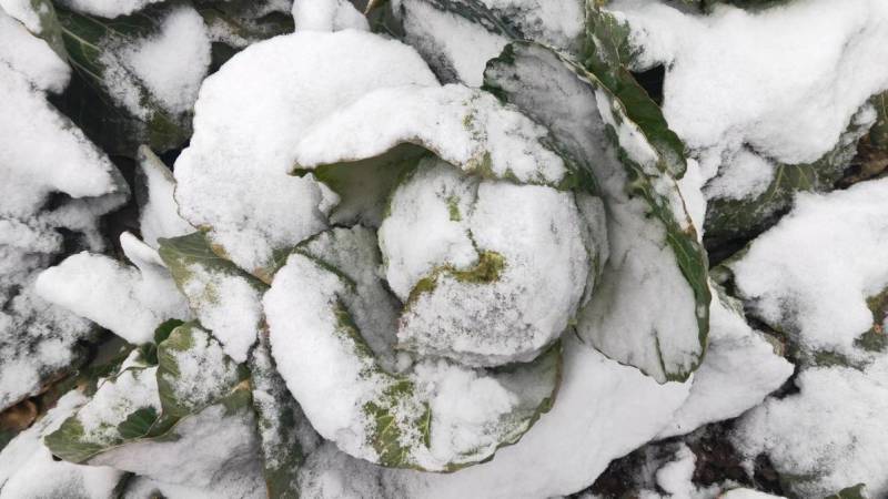 耐寒越冬甘蓝种子冰雪早圆1873号露地绿球耐冻春冬甘蓝