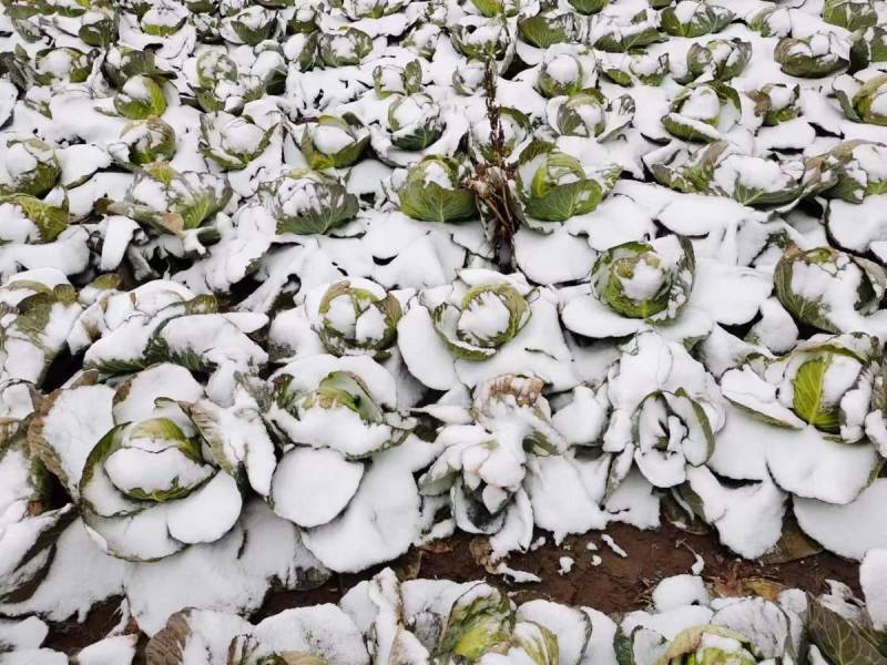 耐寒越冬甘蓝种子冰雪早圆1873号露地绿球耐冻春冬甘蓝