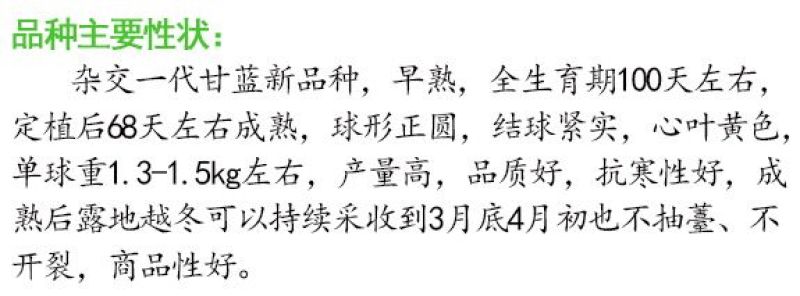 耐寒越冬甘蓝种子冰雪早圆1873号露地绿球耐冻春冬甘蓝