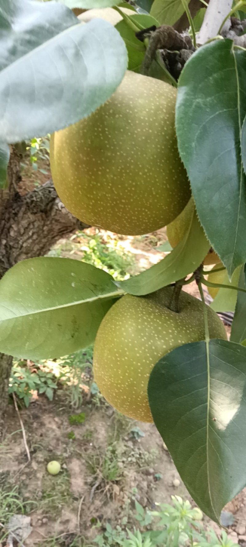 皇冠梨即将上市
