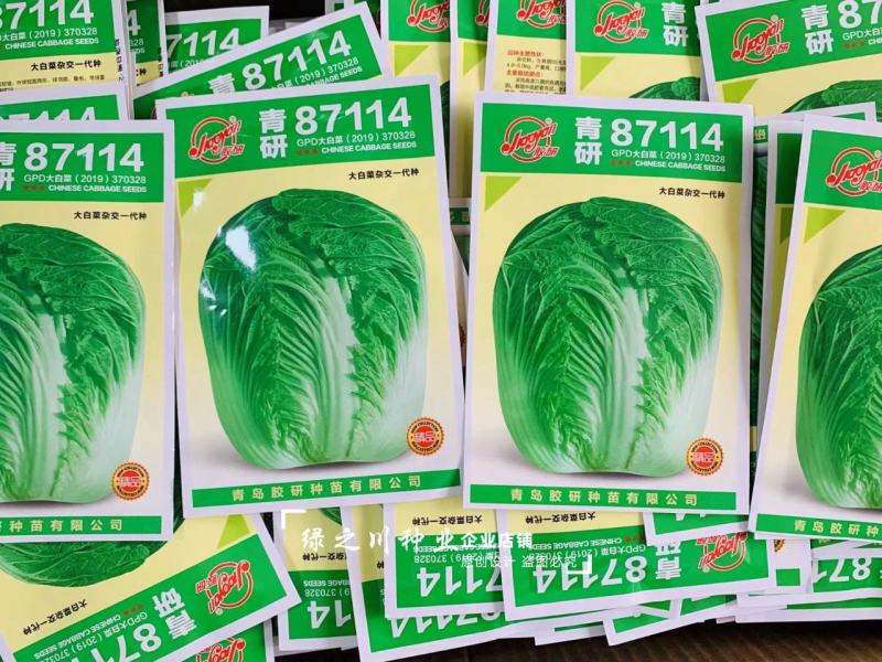 青研87114大白菜种子抗三大病害品质优良秋季结球白菜种