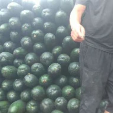 精品冬瓜，产地直发，量大从优