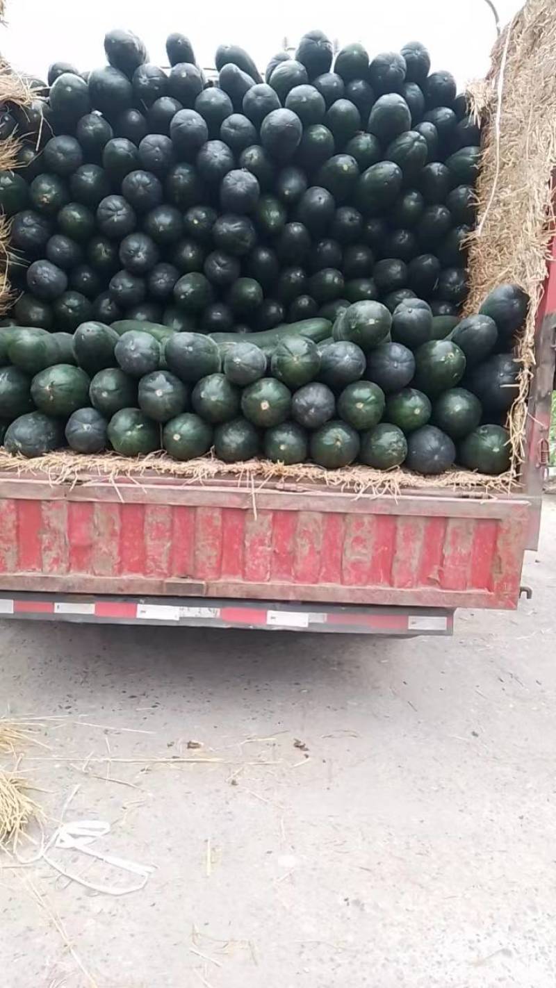 精品冬瓜，产地直发，量大从优