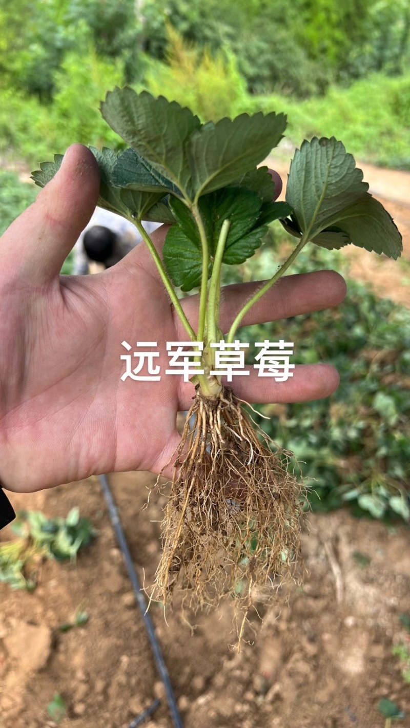 天仙醉草莓苗贵妃草莓苗宁玉草莓苗四季草莓包成活