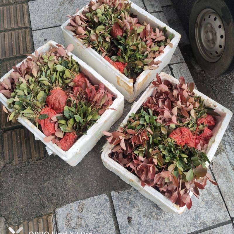 『苗圃直供』湖北宜昌红叶石楠苗自家苗圃货源充足欢迎咨询