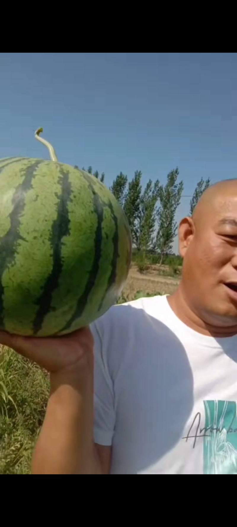 河北廊坊京欣麒麟西瓜大量上市全国可发欢迎视频看货
