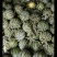 河北廊坊京欣麒麟西瓜大量上市全国可发欢迎视频看货