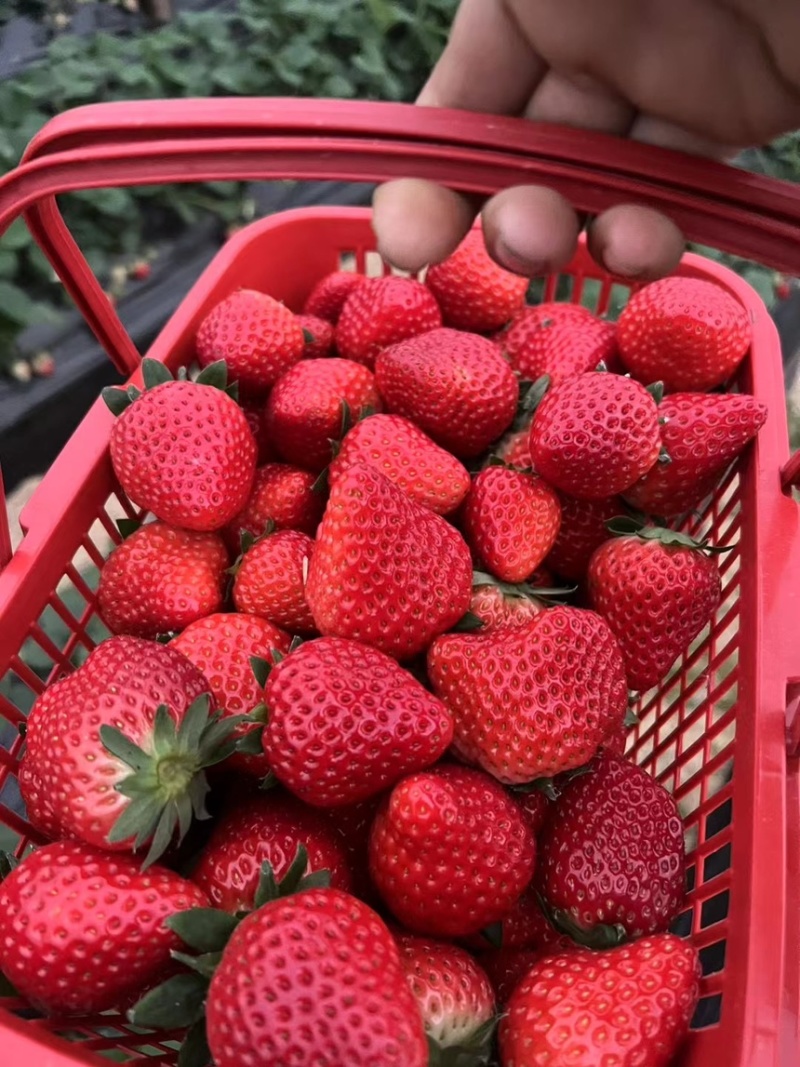宁玉草莓种苗大叶宁玉包纯度包成活