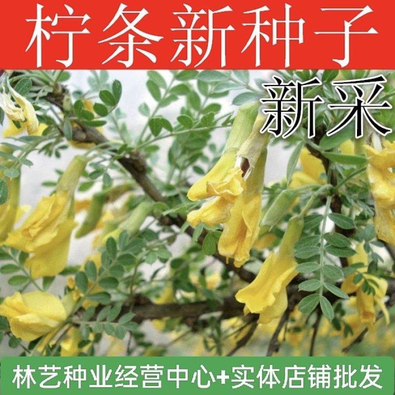拧条种子锦鸡儿金雀花种子白柠条护坡固沙牧草种子