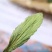 精选甜叶菊茶正品天然甜叶菊叶新货优选甜叶菊泡水泡茶喝花草