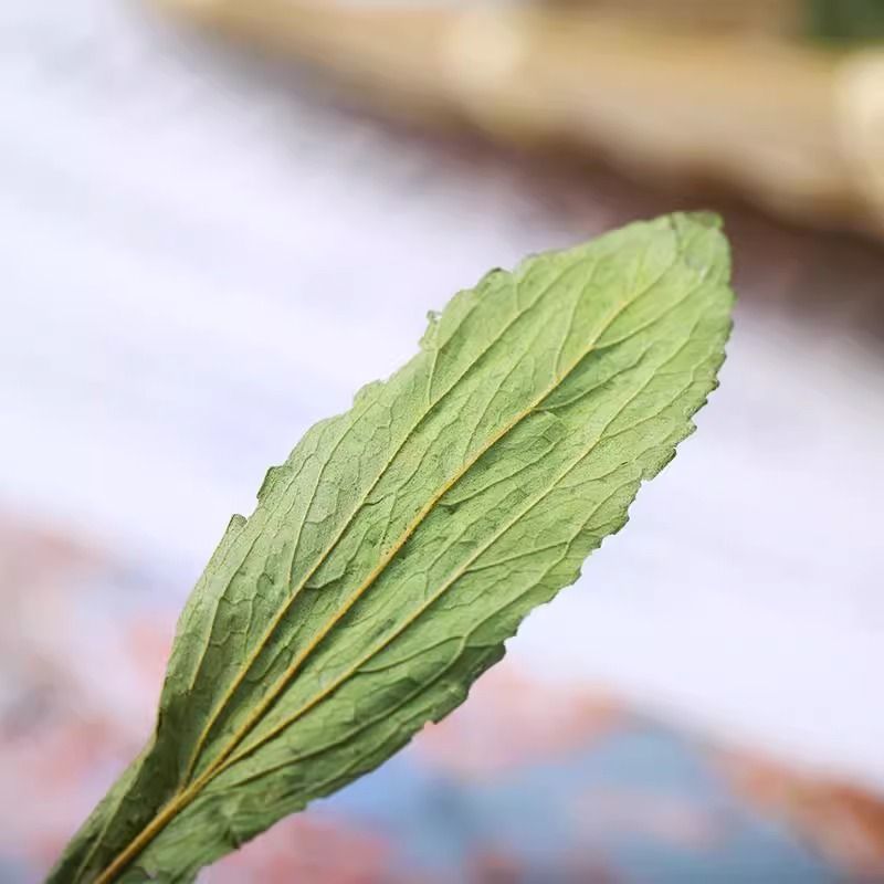 精选甜叶菊茶正品天然甜叶菊叶新货优选甜叶菊泡水泡茶喝花草