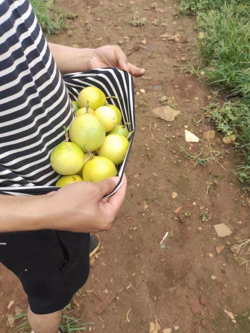 钦州九号百香果