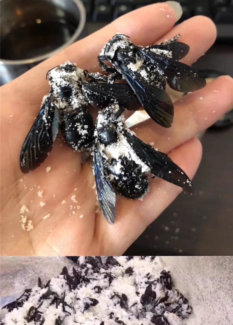 泡盐竹蜂咸竹蜂批发价格优惠