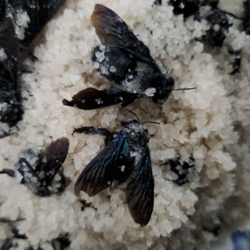 泡盐竹蜂咸竹蜂批发价格优惠