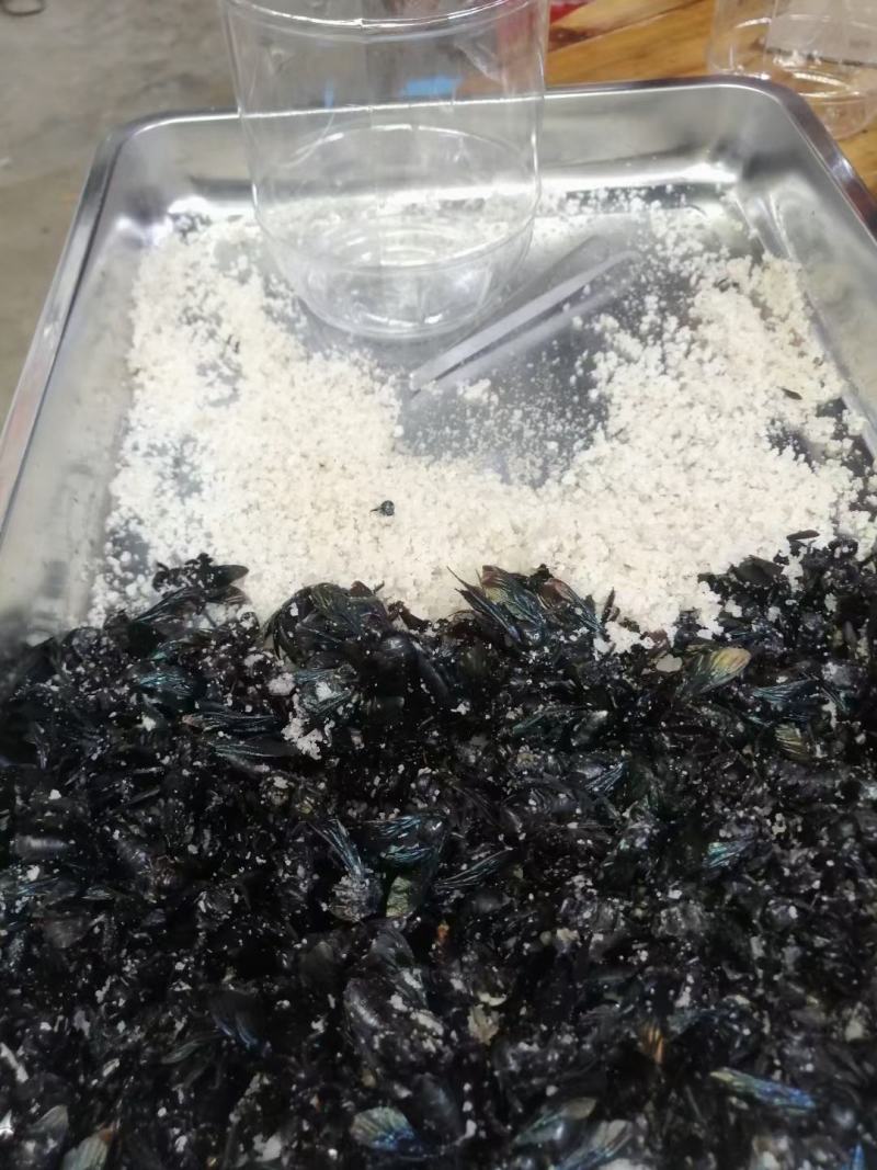 泡盐竹蜂咸竹蜂批发价格优惠