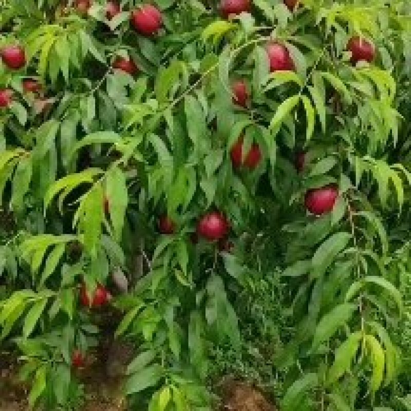 陕西汉中珍珠枣油桃