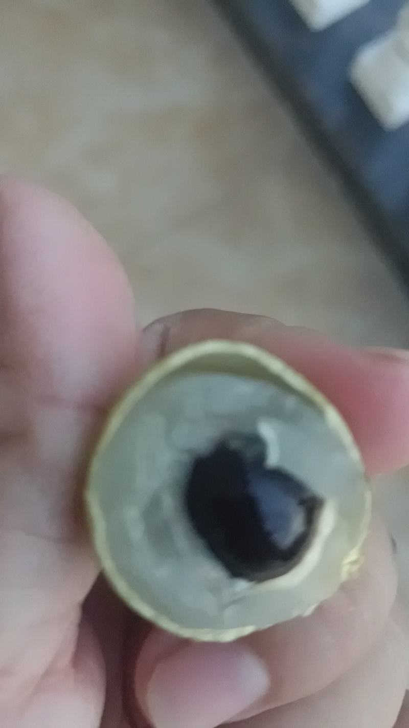 海南龙眼