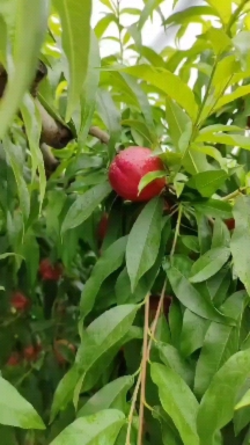 陕西汉中珍珠枣油桃