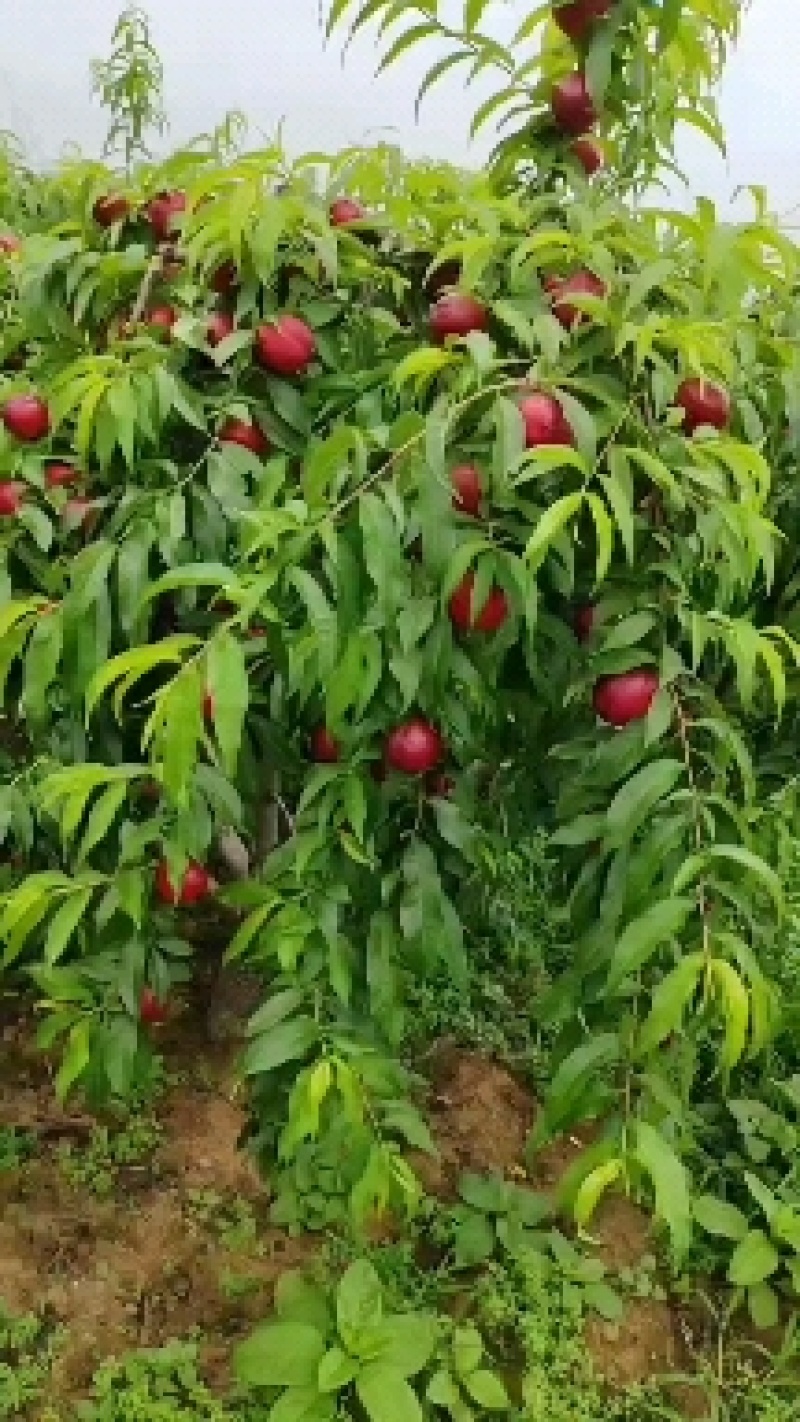 陕西汉中珍珠枣油桃