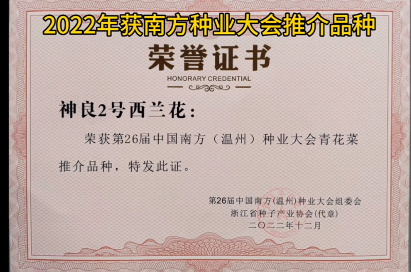 神良1号2号3号马尼拉神良系列菜花种子