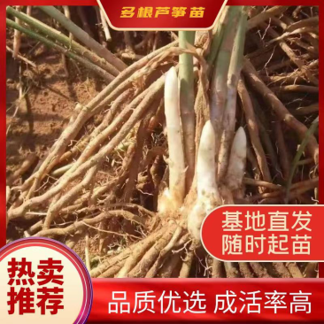 芦笋苗电商苗量大从优种植专用苗各规格优选极速发货
