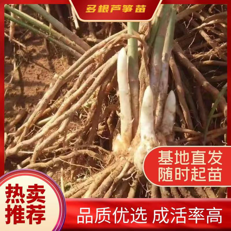 芦笋苗电商苗量大从优种植专用苗各规格优选极速发货