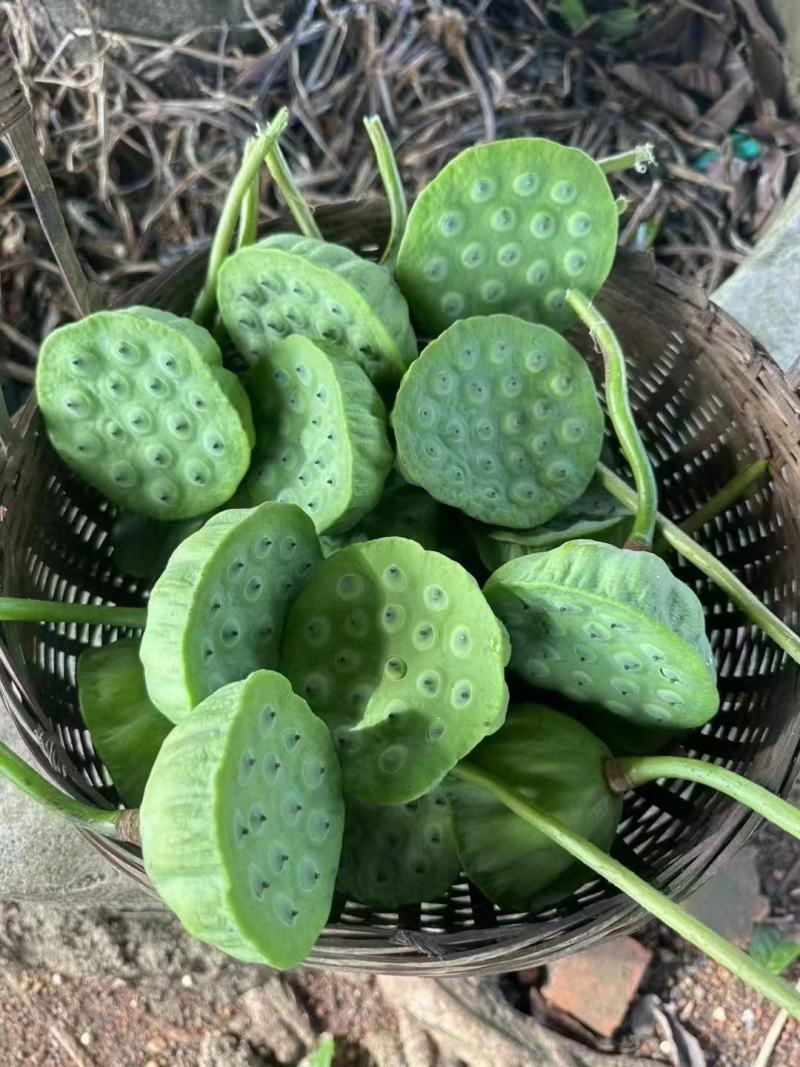 新鲜水果莲蓬