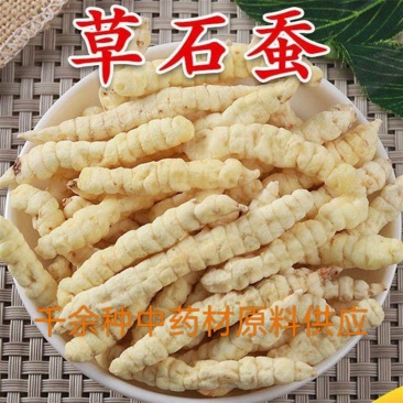 云南虫草参正品野生草石蚕中药材地蚕土冬虫草白虫草