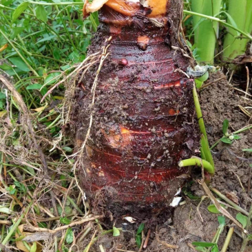 湛江荔浦芋头、货源充足、量大质优.视频看货