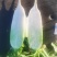 陕西省水果萝卜,青头萝卜大量供应,对接市场,商超,电商,