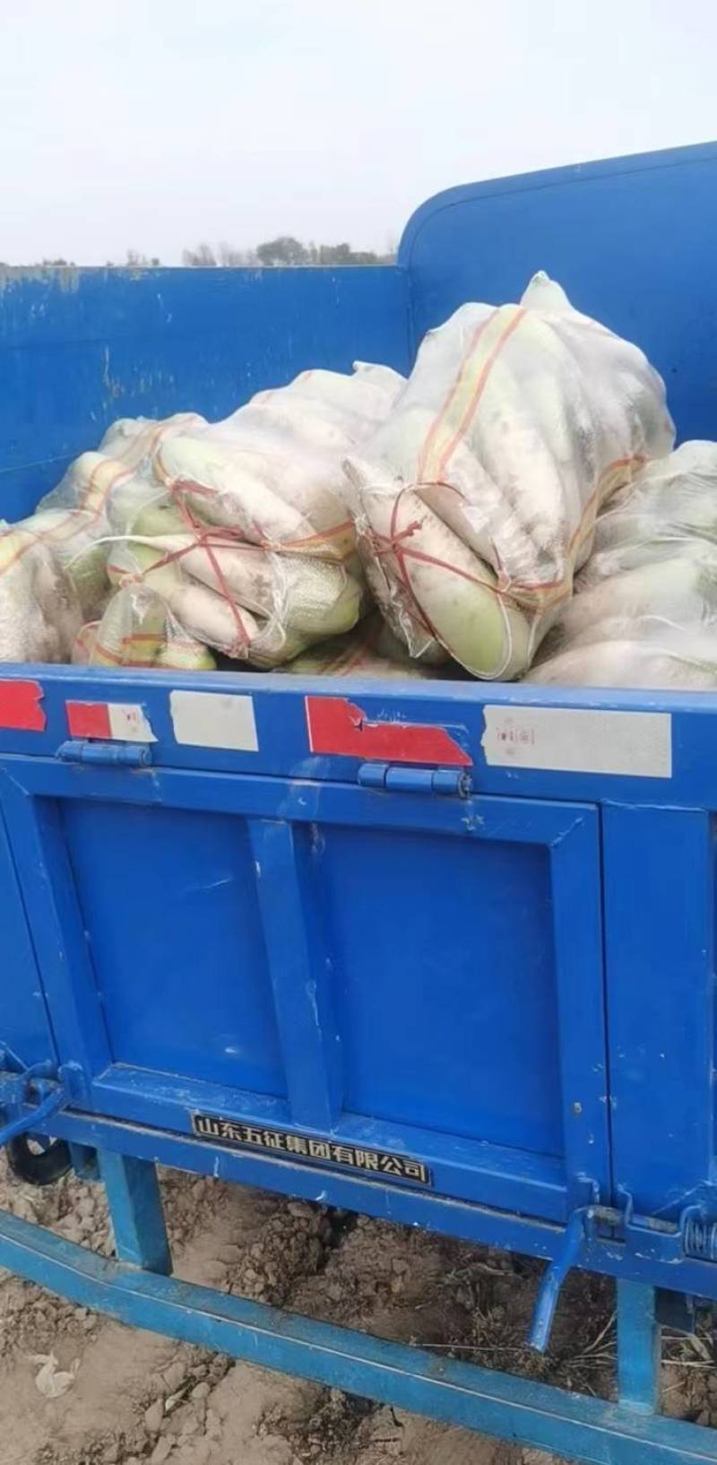 陕西省水果萝卜，青头萝卜大量供应，对接市场，商超，电商，