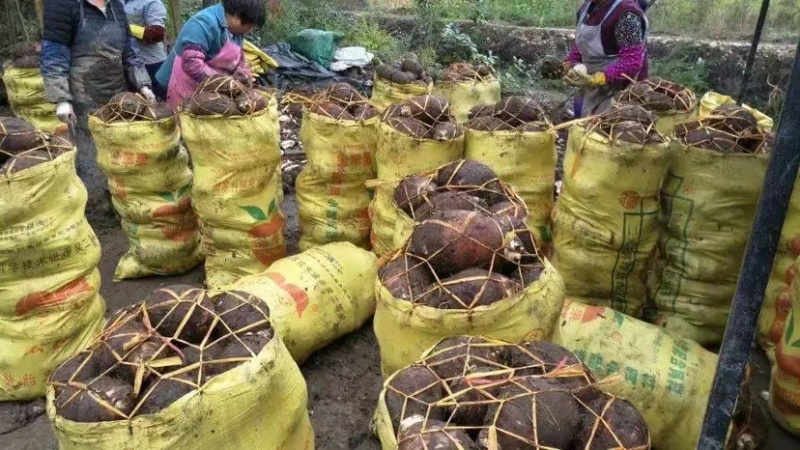 湛江荔浦芋头、货源充足、量大质优.视频看货