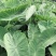 湛江荔浦芋头、货源充足、量大质优.视频看货