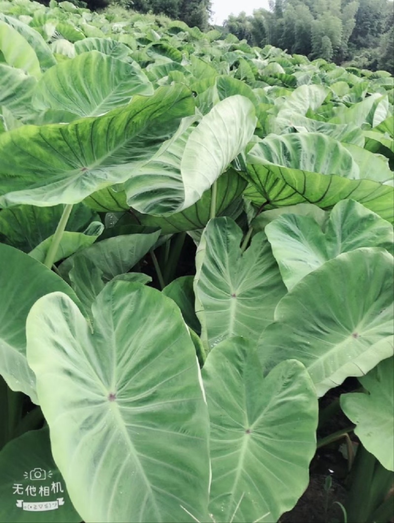 湛江荔浦芋头、货源充足、量大质优.视频看货