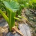 湛江荔浦芋头、货源充足、量大质优.视频看货